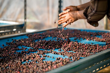 Close up smart farmer techniques hand coffee bean machinery roast apparatus dry sunlight tool sunbeam sunray sunshine fresh garden produce agriculture promotes farmer concept farm blur background