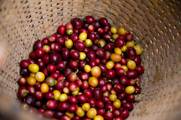 Farmer concept harvest fruit ripe coffee seed robusta arabica berry close up fresh green leaf bean...