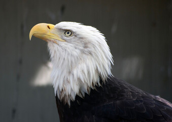 Close up of a bald eagle.