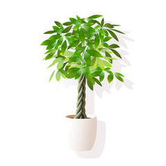 影付きのパキラのベクターイラスト