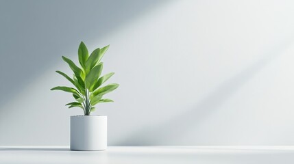 Minimalist plant in a white pot against a light gray wall (15)