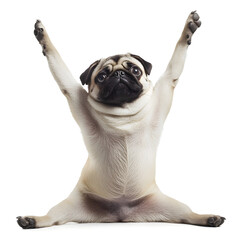 A full-body picture of a pug doing yoga, front legs stretched forward, back legs up, looking like it’s trying hard to balance. White background.