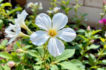 Fototapeta premium Beautiful white flower with droplets in a vibrant garden setting