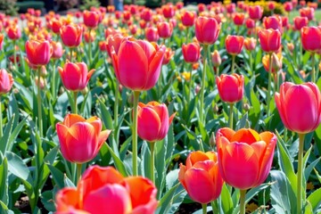 Obraz premium Vibrant Pink Tulips Blooming in a Lush Garden Landscape