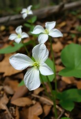 Obraz premium Delicate White Trillium Flowers Blooming in Spring Forest