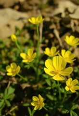 Obraz premium Vibrant Yellow Wildflowers in Spring Bloom