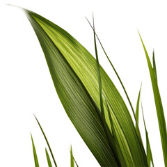 Fototapeta premium Close-up of a vibrant green leaf showcasing intricate textures and natural beauty in a serene outdoor setting on transparent background