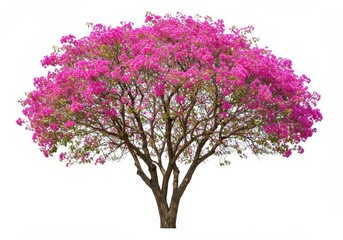 Obraz premium A blossoming tree with vibrant pink flowers against a stark white background in full bloom view