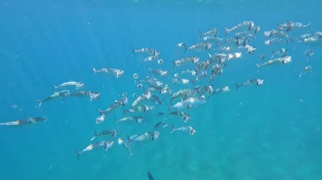 Long-Jawed mackerel swimming and shimmering in sunlight at surface of ocean with mouths wide open in Amed, Bali Indonesia
