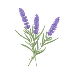 Naklejka premium Flat vector illustration of a lavender sprig, clean lines, modern design, isolated on white background,