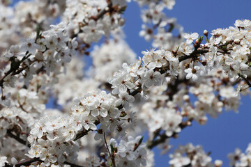 the romantic plum tree's beautiful white flowers in spring