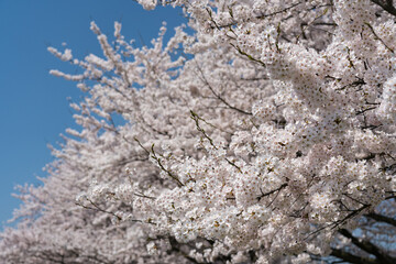 桜と青空