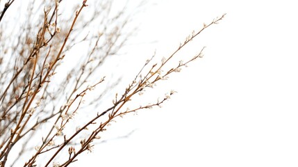 Dry branches macro (willow tree) on white bakground