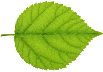 Obraz premium A single green leaf with detailed veins and serrated edges isolated on a white background close up view