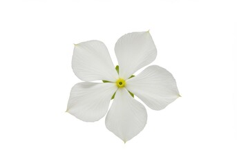 Fototapeta premium Close up of a white flower with five petals and a yellow center isolated on a white background
