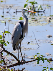 Fototapeta premium Grey Heron in habitat