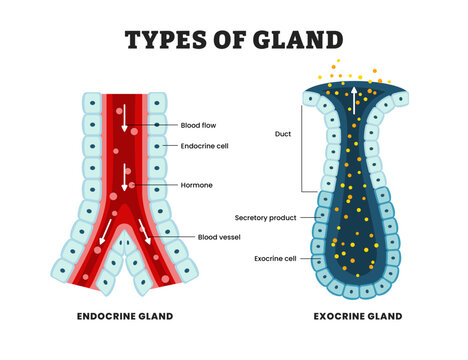 Different types of sweat glands types,  educational medical poster design healthcare scheme, labeled Human Sweat Glands with endocrine and exocrine gland structures, Thermoregulation and Excretion.