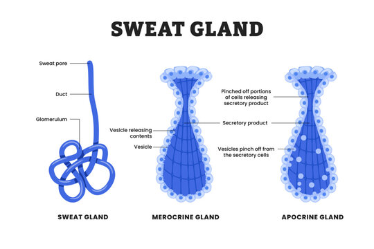 Sweat Gland Structure. educational medical poster design healthcare scheme, labeled Apocrine and Merocrine Mechanisms of Secretion, Duct Pathways, and Thermoregulatory Role in Human Skin.