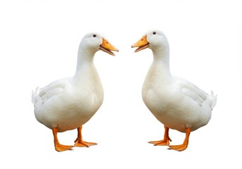 Obraz premium Two white ducks facing each other with orange beaks and feet on a plain white background studio shot