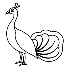 peacock vector line art on white background