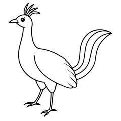 lyrebird vector line art on white background