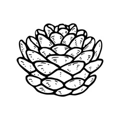 Fototapeta premium Pine Cone Illustration - Hand Drawn Style