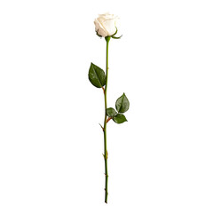 White rose isolated on white background