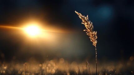 Golden grass at sunrise