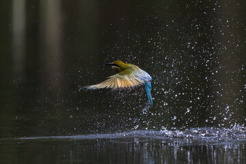 The Green Bee – eater / little green bee-eater birds are flying beautifully to play happily in...