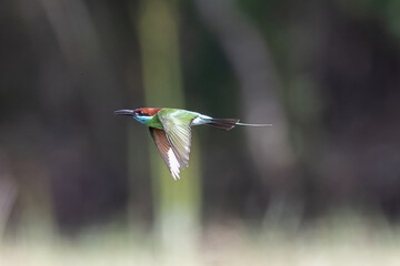 The Green Bee – eater / little green bee-eater birds are flying beautifully to play happily in...