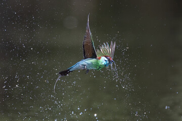 The Green Bee – eater / little green bee-eater birds are flying beautifully to play happily in...