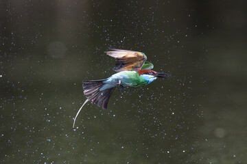 The Green Bee – eater / little green bee-eater birds are flying beautifully to play happily in...