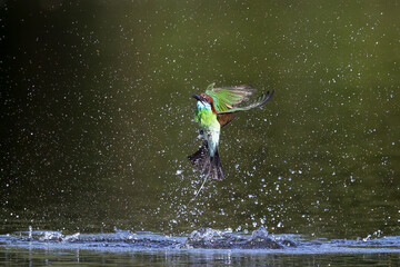 The Green Bee – eater / little green bee-eater birds are flying beautifully to play happily in...