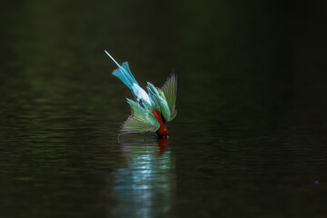 The Green Bee – eater / little green bee-eater birds are flying beautifully to play happily in...