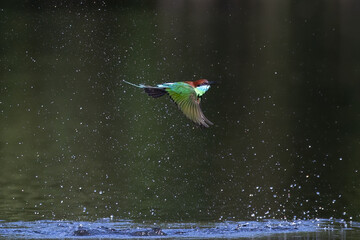 The Green Bee – eater / little green bee-eater birds are flying beautifully to play happily in...