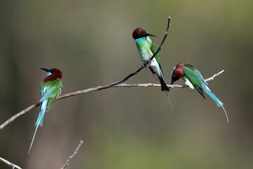 The Green Bee – eater / little green bee-eater birds are flying beautifully to play happily in the natural pond.