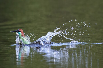 The Green Bee – eater / little green bee-eater birds are flying beautifully to play happily in...