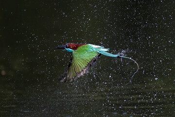 The Green Bee – eater / little green bee-eater birds are flying beautifully to play happily in...