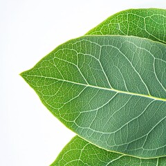 Obraz premium Fresh eucalyptus leaves vibrant green aromatic herb close-up white background botanical ingredient organic glossy texture botanical detail studio lighting high resolution stock photography