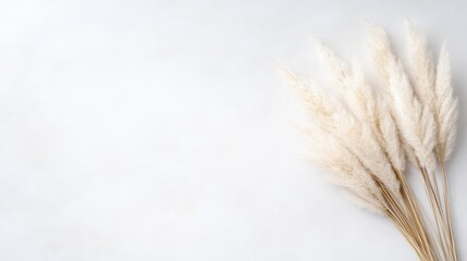A minimalist arrangement of pampas grass on a light surface.  Delicate, fluffy stems against a clean, neutral backdrop