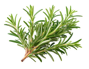 Fototapeta premium Fresh Rosemary Herb Sprig with Lush Green Leaves for Culinary Use and Aromatherapy in Natural Settings on transparent background