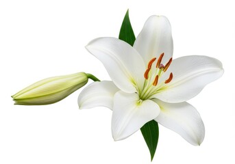 Fototapeta premium A close up of a white lily in full bloom with a bud and green leaves isolated on a white background