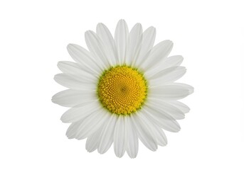 A single daisy flower with white petals and a yellow center isolated on a white background view from above