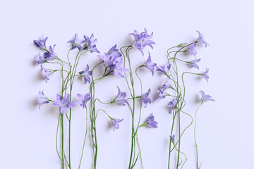 Top view blue violet natural bellflowers with green leaf on pastel colored purple, botanical blossoms scenic, minimal flat lay. Beautiful nature delicate wild flowers, summer flowering concept