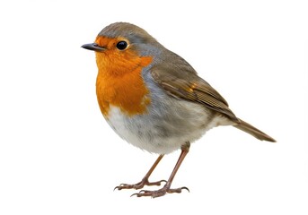 A european robin perched on a white surface with its orange breast and gray feathers displayed clearly