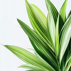 Obraz premium Fresh pandanus leaves vibrant green tropical plant close-up white background fragrant ingredient organic glossy texture botanical detail studio lighting high resolution stock photography