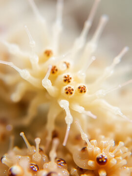 Colony crustacea mysida Mysis oculata close up, Mysidae family. Filter out small particles suspended in water. White sea