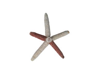 Corn cob design for creative decorations on png background 