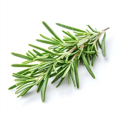 Fototapeta premium Fresh rosemary leaves vibrant green aromatic herb close-up white background culinary ingredient organic glossy texture botanical detail studio lighting high resolution stock photography