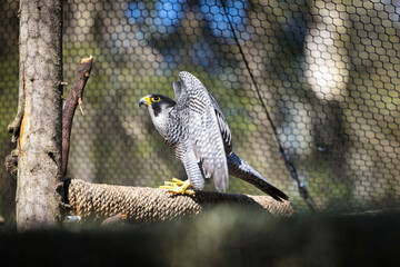 Falcon at the zoo in Alaska